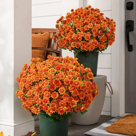 Bundle of Orange